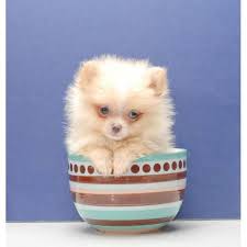 Chihuahua puppies, brisbane, queensland, australia. Micro Teacup Pomeranian Puppies For Sale Uk Zoe Fans Blog Pomeranian Puppy Teacup Pomeranian Puppy Pomeranian Puppy For Sale