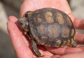 We did not find results for: Baby Gopher Tortoise What Was What Is And What Will Be