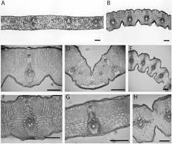 Image result for Xerophyta pseudopinifolia