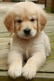Golden Retriever Puppy Cross Stitch Pattern Counted Cross Etsy In 2020 Pretty Dogs Cute Animals Puppies