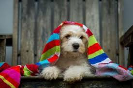 The parents are specially selected for their temperament. Cavachon Rescue Lovetoknow