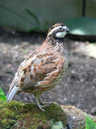 Birds Native To Virginia Male Northern Bobwhite Virginia Quail Or Bobwhite Quail Is A Ground Dwelling Bird Native To The United States Mexic Raising Quail Quail Coop Raising Chickens