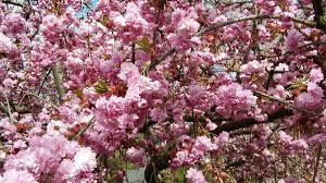 Die mediathek sammelt videos, podcasts, audios, comedy und mehr. Mdr On Twitter Jetzt In Mediathek Mdr Garten Zu Schneckenbarrieren Zierkirschen Blumenknollen U A M Https T Co Np0qigp4sf