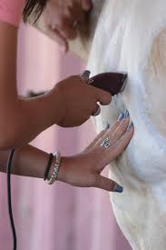 Freeze dried fruits and veggies are so terribly expensive, yet they are more nutritious, taste better and store longer. Freeze Brand 411 A Comprehensive Guide To Freeze Branding Your Horse The Team Roping Journal