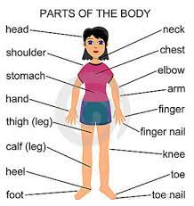 We show where each body part is. Chinese Body Parts Vocabulary
