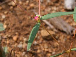 Image result for Euphorbia neopolycnemoides
