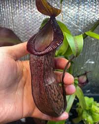 Image result for Eriosema burkei