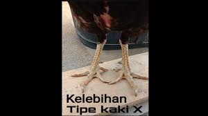 Kelebihan Ayam Tipe Kaki X Youtube