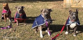 list of different american pit bull and american bully