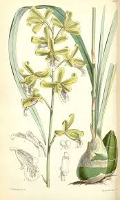 Image result for Eulophia horsfallii