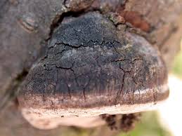 Image result for Phellinus pomaceus