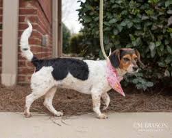 Common beagle health conditions include thyroid disorders, hip dysplasia, and a condition known as cherry eye. around 1 in 8 beagles carry the gene for factor vii deficiency, which causes excessive bleeding after surgery or injury. Prim The Beagle Terrier Mix Dogperday Cute Puppy Pictures Dog Photos Cute Videos Holistic Pet Care