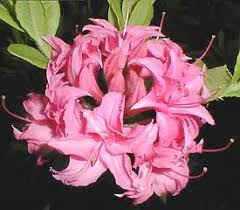 Rhododendron Homebush Pink Azaleas Azaleas Rhododendron