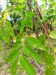 Image result for Trema orientale