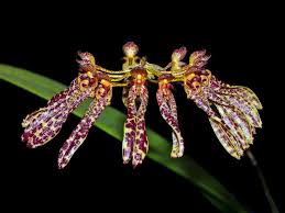 Image result for Bulbophyllum longiflorum