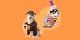 Over 2997 free borders png images are found on vippng. 35 Best Dog Costumes For Halloween 2021 Cute Funny Halloween Costume Ideas For Puppies