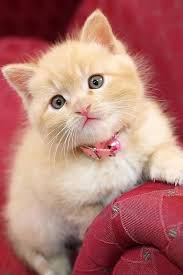 Busiposts Sevimli Kedi Yavrulari Sevimli Kediler Guzel Kediler
