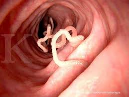 We did not find results for: Simbiosis Pengertian Dan Jenis Jenis Simbiosis