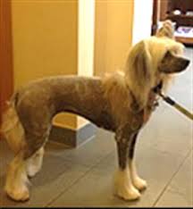 Maybe you would like to learn more about one of these? Salon De Toilettage Mille Et 1 Chiens Animaux Domestiques Editus