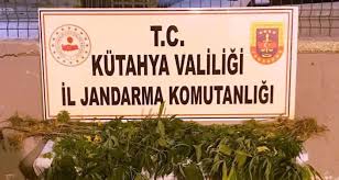 Kutahya Da 3 Kisi Kenevir Bitkisi Sularken Sucustu Yakalandi Sputnik Turkiye