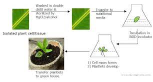 This is because of their ability to produce useful. Plant Tissue Culture Techniques 6 Methods Protocols