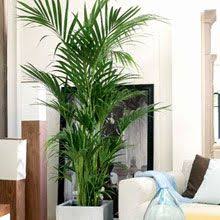 Trova tantissime idee per piante da appartamento alte. Obi Consigli Per Le Piante Da Interno Piante Da Interno Piante Da Appartamento Arredamento Piante Da Interni