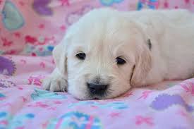 The first lord tweedmouth is credited as the founder of the breed with a yellow dog bred from black wavy coated retrievers crossed with the tweed water spaniel. How To Find A Reputable Golden Retriever Breeder And What To Avoid Golden Hearts