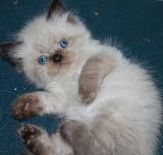 No kitten shall leave the cattery any earlier. Traditional Doll Face Persian Himalayan Kittens For Sale In Los Angeles California Classified Americanlisted Com