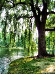 Trauerweide Am Wasser Trauerweide Baum Fotografie Landschaftsbau