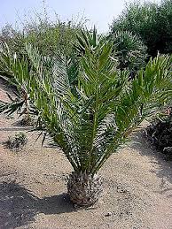 Image result for Encephalartos gratus