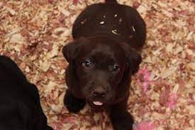 Also, be sure to check the labrador retriever dog breeder listings in our dog breeder directory, which feature upcoming dog litter announcements and current puppies for sale for that dog breeder. Litter Of 5 Labrador Retriever Puppies For Sale In Virginia Beach Va Adn 30626 On Puppyfinder Labrador Retriever Litter Of Puppies Labrador Retriever Puppies