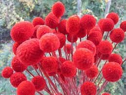 Craspedia Billy Balls Billy Buttons Fire Red Set Of 12 Preserved 8 Long 10 75 Via Etsy Bitki Desenler