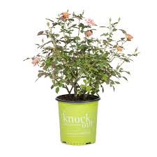 We did not find results for: Fruit Tree Plants Bulbs Seeds At Lowes Com