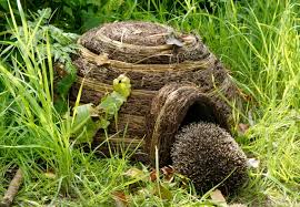 There are 17 species of hedgehog, which can be found in europe, asia, and africa natively and in new zealand through introduction. What Gardeners Can Do To Help Hedgehogs Lovely Greens