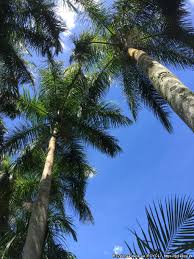 Image result for Roystonea oleracea