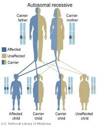 Autorecessive In 2020 Teaching Biology Genetic Counseling Genetics