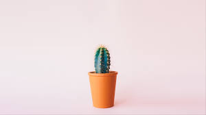 Cactus Minimal Hd Wallpaper Pastel Minimalist Wallpaper Desktop 30046 Hd Wallpaper Backgrounds Download Here you can find the best minimalist desktop wallpapers uploaded by our community. cactus minimal hd wallpaper pastel