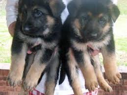 Five males and two females. German Shepherd Puppies In Mississippi