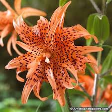 Check spelling or type a new query. Flore Pleno Double Tiger Lily Bulbs Lily Bulbs Bulb Flowers Tiger Lily