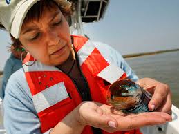 EPA Pressures BP To Reduce Toxic Dispersant : NPR