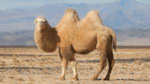 New and used items, cars, real estate, jobs, services, vacation rentals and more virtually anywhere in ontario. Wanna Feel Like Richard The Lionheart Give Camel Wool A Try Pascuali Shop