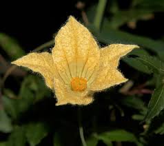 Image result for Coccinia sessilifolia