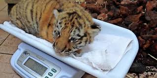 They have the power to shape our lives and change our narratives. Check Ergibt Tigerbabys Im Zoo Hannover Sind Drei Bruder