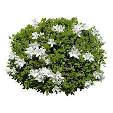 34 Png Liked On Polyvore Featuring Flowers Fillers Building Landscape And Plants Photoshop Landscape Trees To Plant Nature Tree