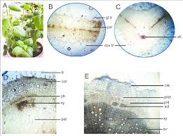 Image result for Coleus amboinicus