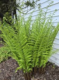 Image result for Dryopteris