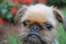 for the love of our brussels griffon walter tiere
