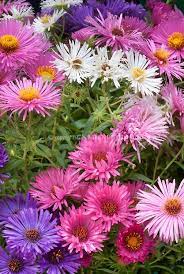 Aster Novae Angliae Mixed Mixture Variety Of New England Asters Colors Cultivars Together In Autumn Fall Bloom Plants Flower Stock Photography Planting Flowers