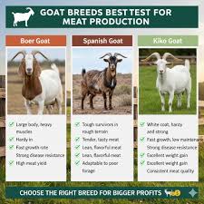 GOAT BREEDS BEST FOR MEAT PRODUCTION 🐐🔥 If you want to raise goats for meat, don't just pick any breed. Some goats grow faster, give more meat, and survive better in tough|orderlivestock.com 