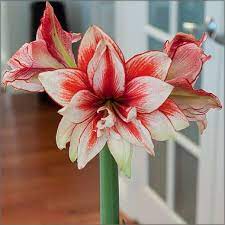 Allium Ampeloprasum Amaryllis Flowers Amaryllis Easy To Grow Bulbs